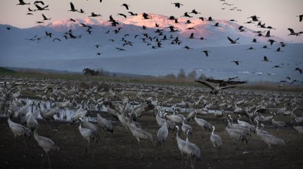 Cranes flock to Israel in early spring